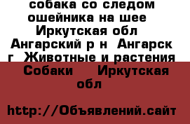 собака со следом ошейника на шее - Иркутская обл., Ангарский р-н, Ангарск г. Животные и растения » Собаки   . Иркутская обл.